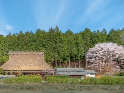 sakura blossoms around thatched roof house in Miyama Kyoto