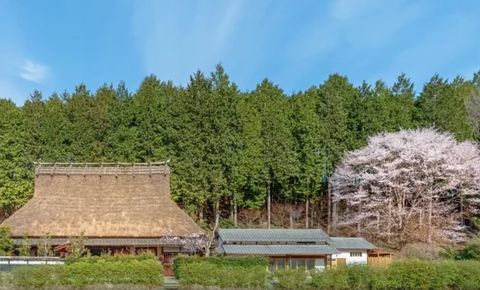 sakura blossoms around thatched roof house in Miyama Kyoto
