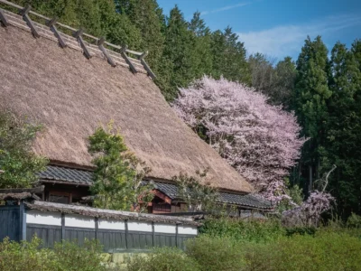 cherry blossoms around thatched house in Miyama Kyoto spring