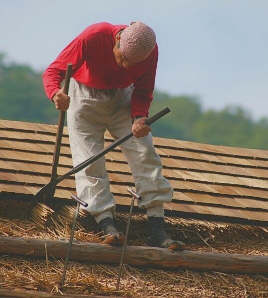 Japanese master thatcher cutting grass for traditional thatching