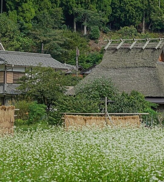 Traditional thatched-roof houses in Kita Village, Miyama, Kyoto