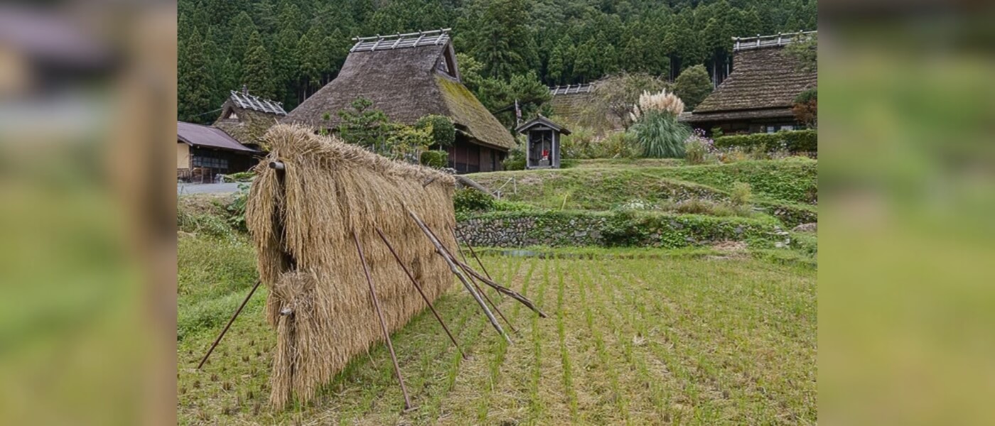 Traditional thatched-roof houses in a Japanese rural village
